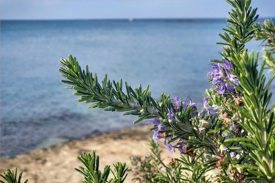 Rosemary